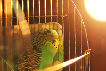 Wall Mural - A parrot. A wavy parrot in green color. Parrot near the mirror