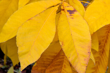 Canvas Print - Yellow Magnolia Leaf Trio 03