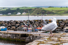 Seagull In The Harbor With Sailboats In The Background. Ireland