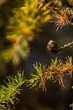Larch twig with cone and needles