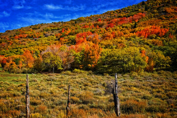 Fall Colors, near Cedar Breaks, Utah