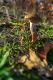 Fototapeta Do akwarium - Inedible mushroom on a forest litter
