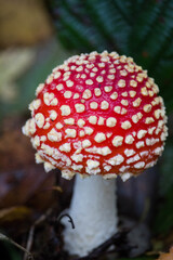 Wall Mural - Vertical closeup shot of a fly agaric toadstool