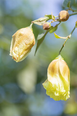 Wall Mural - Close up  Tree Cotton of Gossypium hirsutum in a garden.Also known as upland cotton or Mexican cotton.