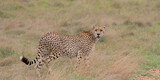 Fototapeta Sawanna - cheetah walking and looking back in the wild savannah of  the masai mara kenya