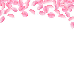 Sakura petals falling down. Romantic pink bright b