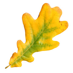 Wall Mural - yellow oak leaf isolated on a white background.