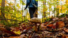 Bay Bolete Missed During Mushroom Hunting. Girl Foraging In The Woods.