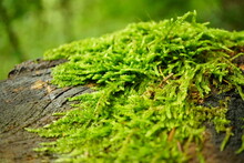 Abstract Macro Photography Of Moss Tree Trunk