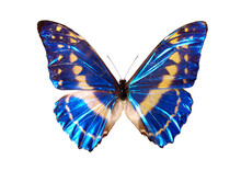 Morpho Cypris - Common Name Blue Morpho - French Name Papillon Morpho Blue Butterfly Isolated With Clipping Path On White Background