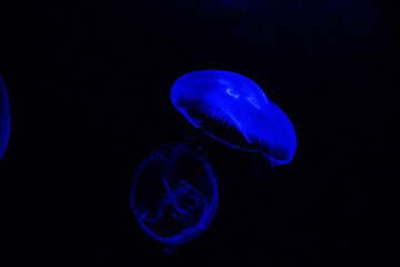 Sticker - Beautiful shot of blue illuminated jellyfish in black water