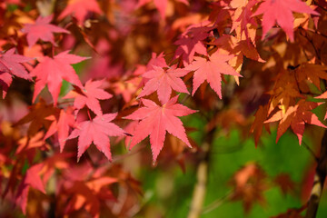 Many orange and red leaves of maple tree colored during the cold autumn days in a botanical garden, beautiful outdoor background photographed with soft focus.