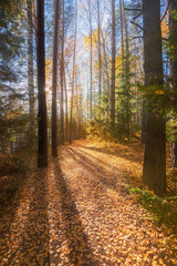Wall Mural - autumn. fall scene. beautiful autumnal park. beauty nature scene. autumn trees and leaves, foggy for