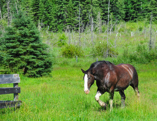 Wall Mural - Clydesdale horse walking in a luscious green  pasture