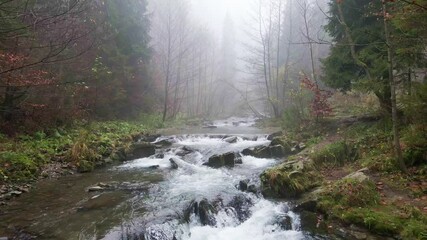 Poster - Mountain river  with waterfalls flowing through the autumn colorful forest in Beskidy Mounatins, Poland.