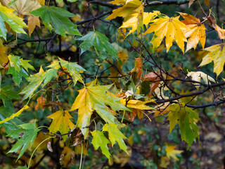 Wall Mural - autumn leaves on the tree