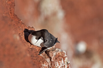 Sticker - Common murre on the Helgoland island. Common guillemot nesting on the cliffs. A colony of seabirds. European wild birds.