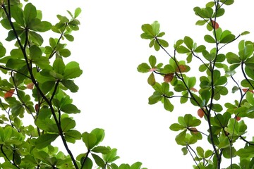 Young tropical Indian almond leaves with branches on white isolated for green foliage backdrop 