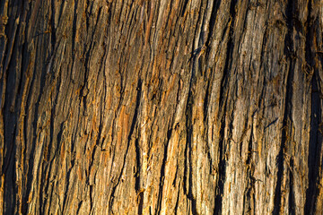 Tree bark and body background, close-up and macro, wooden material, beautiful tree background