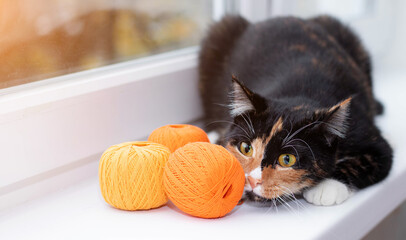 Wall Mural - A cat plays with a ball of thread. Pet games. Threads for knitting. Advertising toys for cats. Advertising of knitting threads. Cute photo of a cat. Photos for printed products. Colored cat on the win