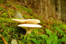 Macro Photography Of Two White Mushrooms In Forest At Autumn Day, Austria