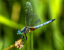 A Blue Dasher Pauses Lakeside