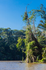 Wall Mural - Costa Rica, flora and fauna at its best: a breathtaking trip through a mangrove forest