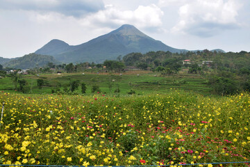 Wall Mural - cosmos caudatus flower garden, yellow flowers native to latin america and west indies against the ba
