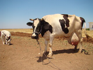 Edema after birth, A newborn cow, its calf appears.
physiological edema of pregnancy.
cow udder.
Edema but it may turn into mastitis, inflammation.
animal diseases.
farm veterinarian.
vet, veterinary