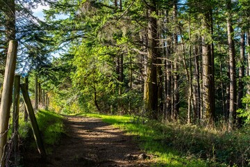 Fototapeta path in the dense forest full of shadows 