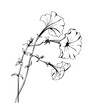 Petunia flowers. Black and white isolated vector drawing for design, greeting cards, invitations.