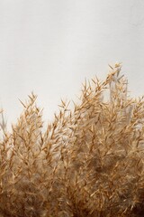 Naklejka na meble Beige dry reeds on white background. Closeup photo.