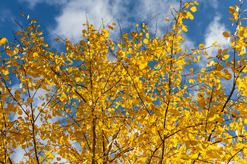 Horizontal photo of a group of aspen trees with yellow foliage is against the blue sky background in the forest in autumn