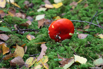 Poster - Closeup of amanita muscaria mushroom in forest.