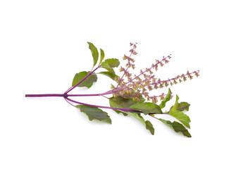 Wall Mural - Basil flower isolated on white background