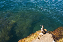 A Cormorant Bird With Its Wings Spread Stands On A Rock By The Sea