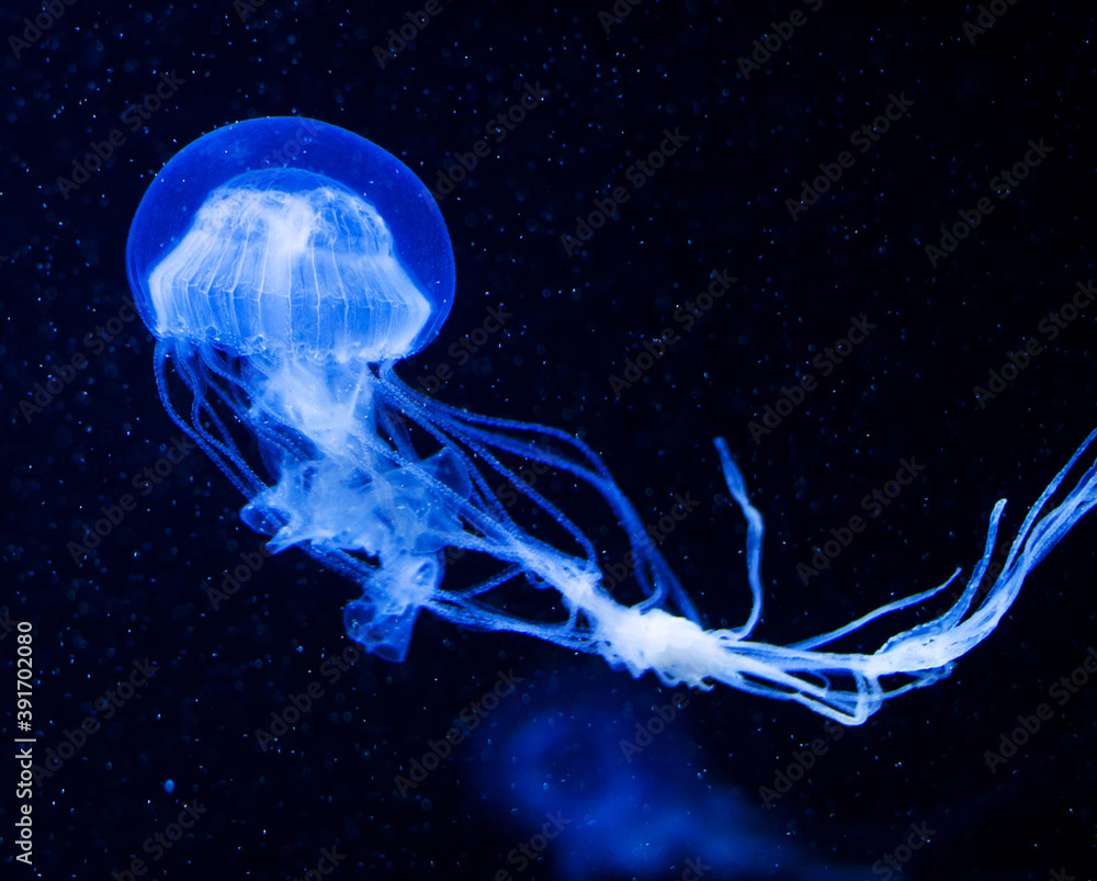 Closeup shot of jellyfish swimming in the blue dark waters - obrazy, fototapety, plakaty 