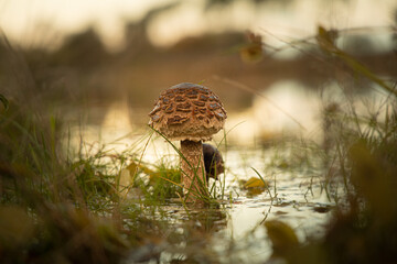 Selective focus shot of agaricaceae mushroom