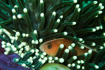 Wall Mural - Skunk anemone fish