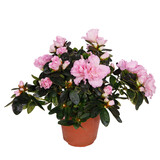 Pink azalea in a flower pot. Isolated on a white background.