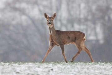 Wall Mural - roe deer, capreolus capreolus, walking on meadow in wintertime nature. animal wldlife moving fast on