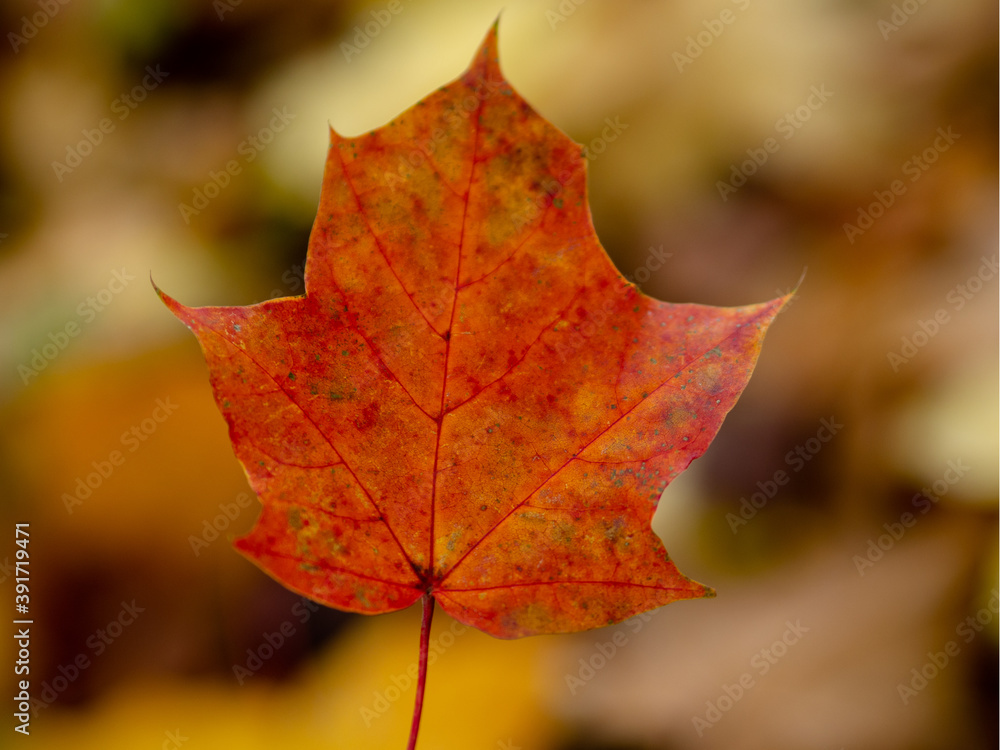 Jesienny czerwony liść w warszawskim parku - obrazy, fototapety, plakaty 