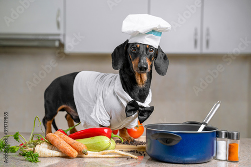Cuadros en Lienzo Black and tan dachshund cooker wearing white chef hat and robe and a pink bow tie in the kitchen, in cooking process