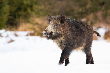 Wall Mural - wild boar, sus scrofa, walking on snowy meadow in wintertime nature. brown dirty snout going on snow