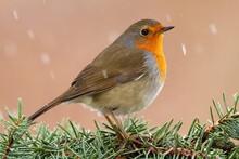 European Robin, Erithacus Rubecula, Sitting On Tree Needles During Snowing. Colorful Bird Resting On Twig In Wintertime. Feathered Animal With Orange Neck Observing In Nature.