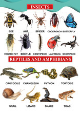 Set Of Insects, Reptiles And Amphibians