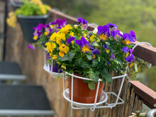 Flowerpot With Spring Flowers Viola Cornuta In Vibrant Violet And Yellow Color, Purple Yellow Pansies In The Pot Hanging On A Balcony Fence