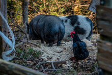 Huhn Mit Hängebauchschweinen Auf Mist