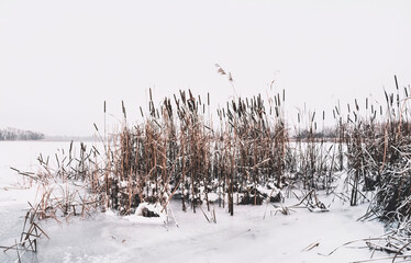 Wall Mural - Winter on the river bank. Melting ice and dry reed	