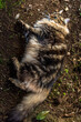 Gatto a pelo lungo gioca e dorme all'aperto, Persiano, Norvegese
